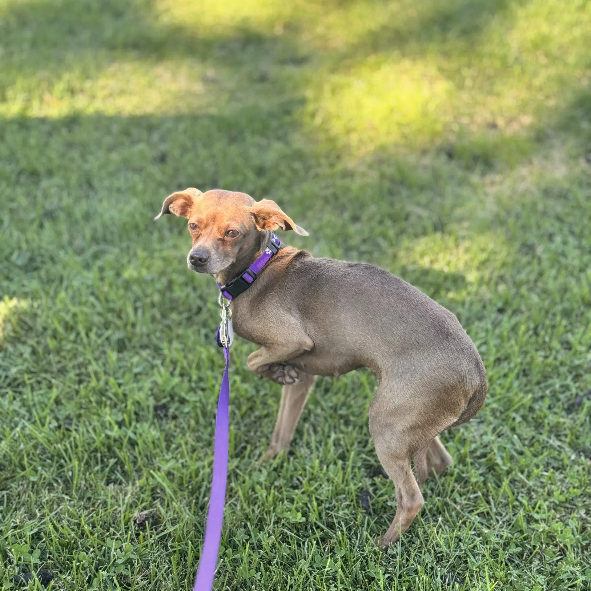 Hazel Green image 2