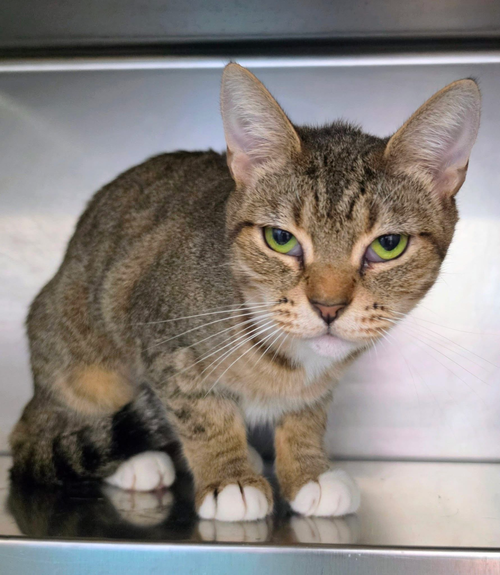 Mrs Karen Patricia Green, a cat for adoption from Umbrella of Hope