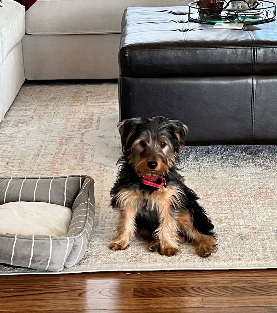 Dog for Adoption Socks, a Yorkshire Terrier Yorkie in Westchester County, NY Alpha Paw