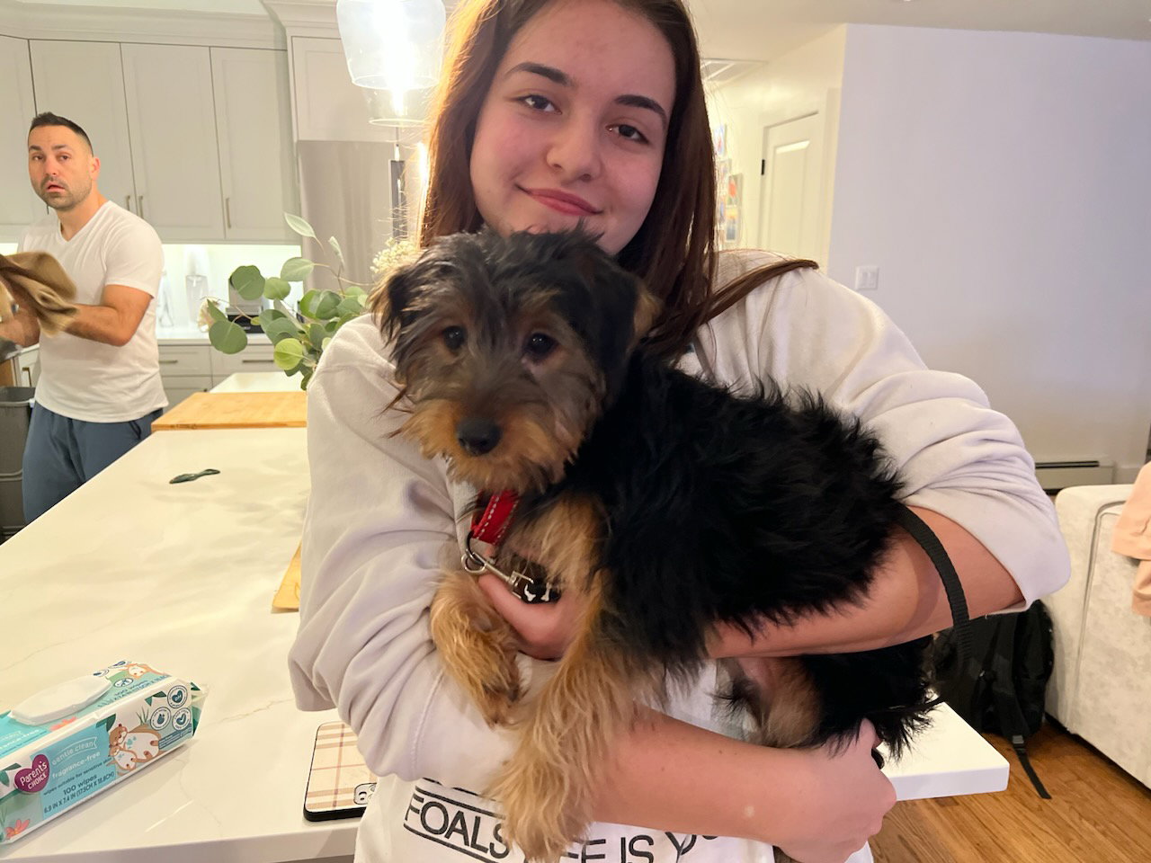 Dog for Adoption Socks, a Yorkshire Terrier Yorkie in Westchester County, NY Alpha Paw