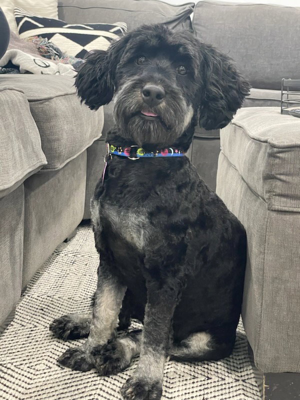 Dog for Adoption Winnie, a Bernese Mountain Dog in Westchester County, NY Alpha Paw
