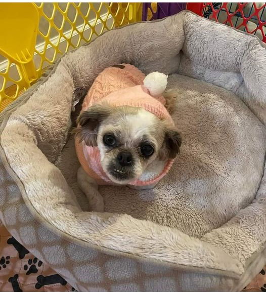 Dog for Adoption Candi, a Shih Tzu in Westchester County, NY Alpha Paw