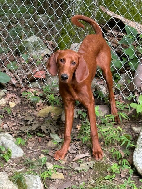 adoptable Dog in Tenafly, NJ named Stanley