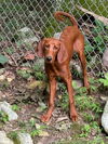 adoptable Dog in  named Stanley