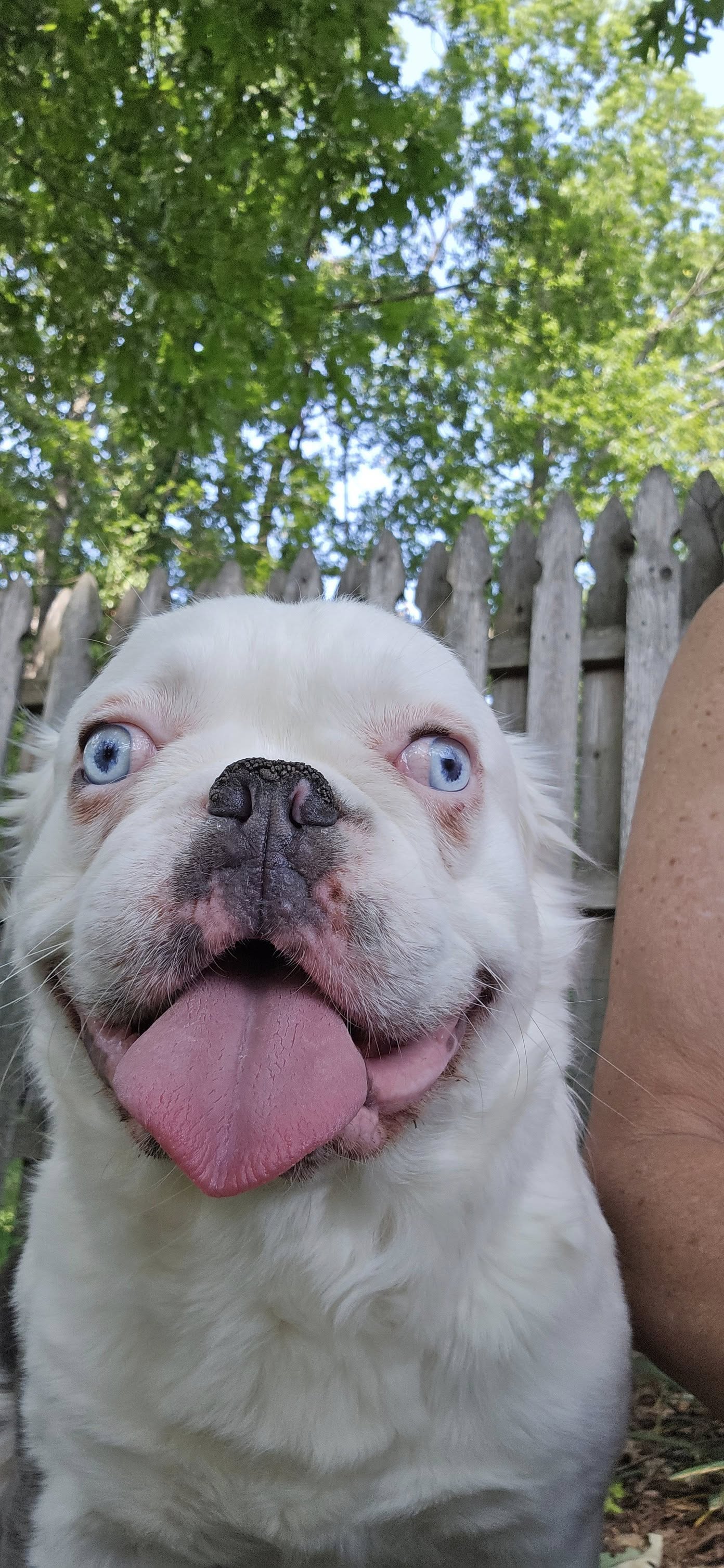 adoptable Dog in Tenafly, NJ named Andre