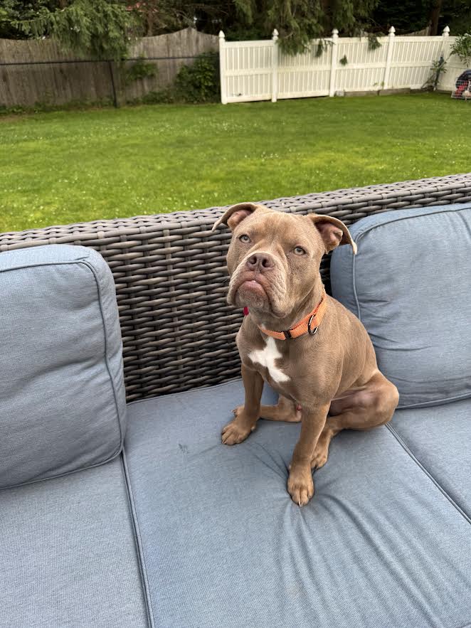 adoptable Dog in Tenafly, NJ named Taz (formerly Tiny)