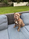 adoptable Dog in  named Taz (formerly Tiny)