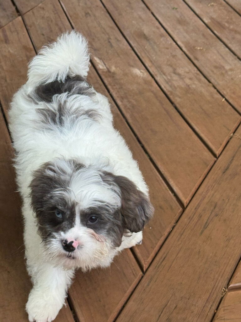 Benson (Boone)