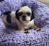 adoptable Dog in  named Suzie