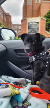 adoptable Dog in , NJ named Mocha