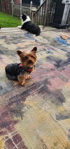 adoptable Dog in  named Stitch