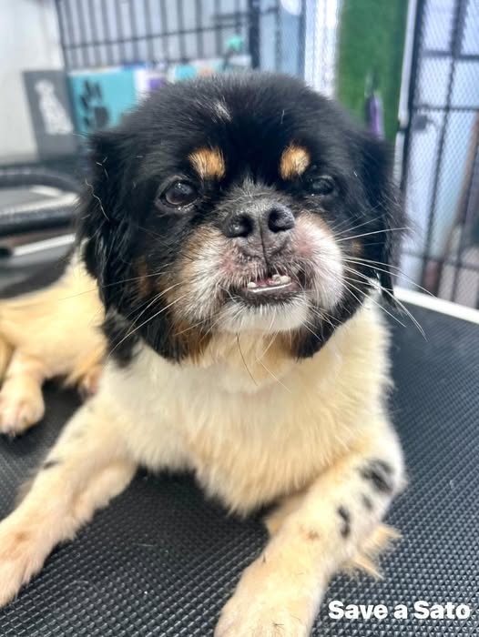Tino