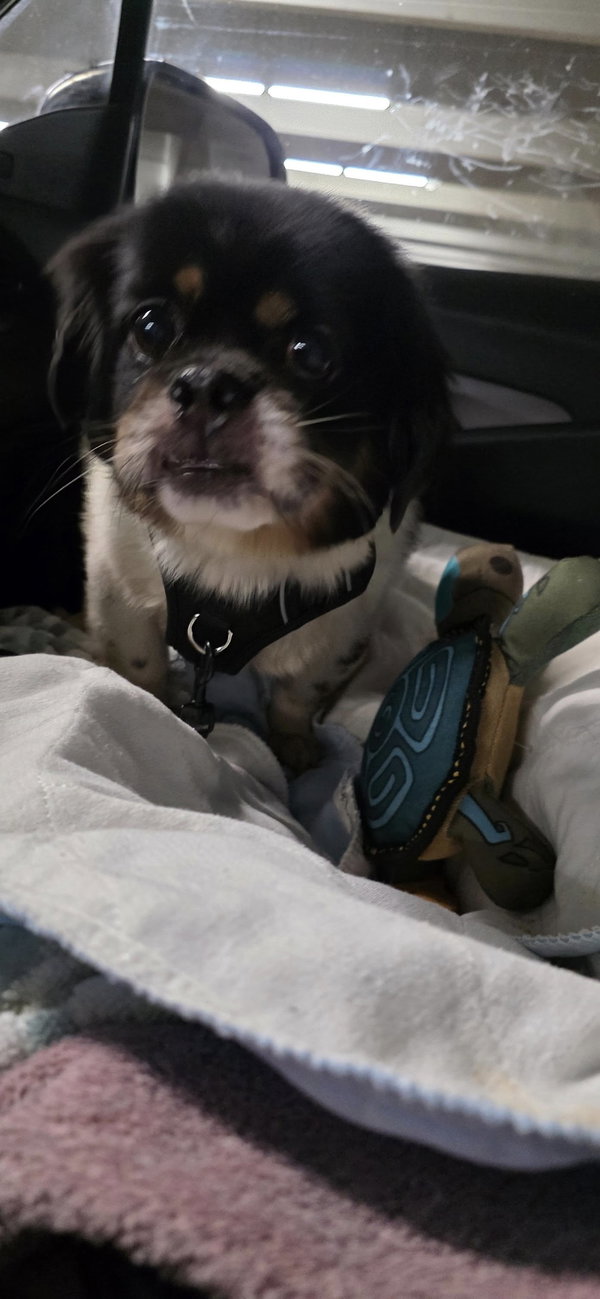 Tino