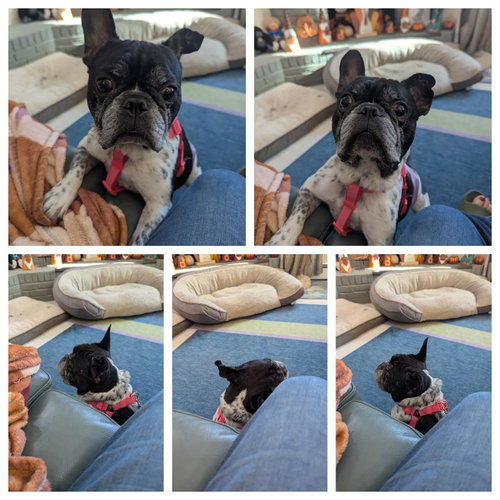 Chester, an adoptable French Bulldog in Tenafly, NJ