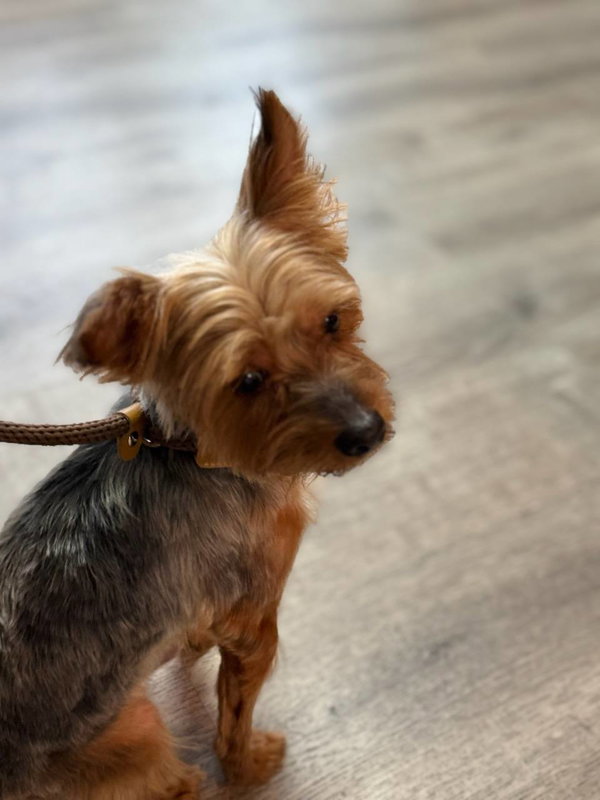 Axel