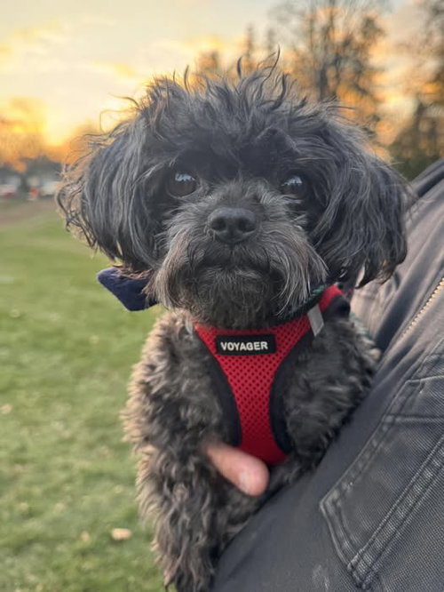 picture of the dog needing adoption