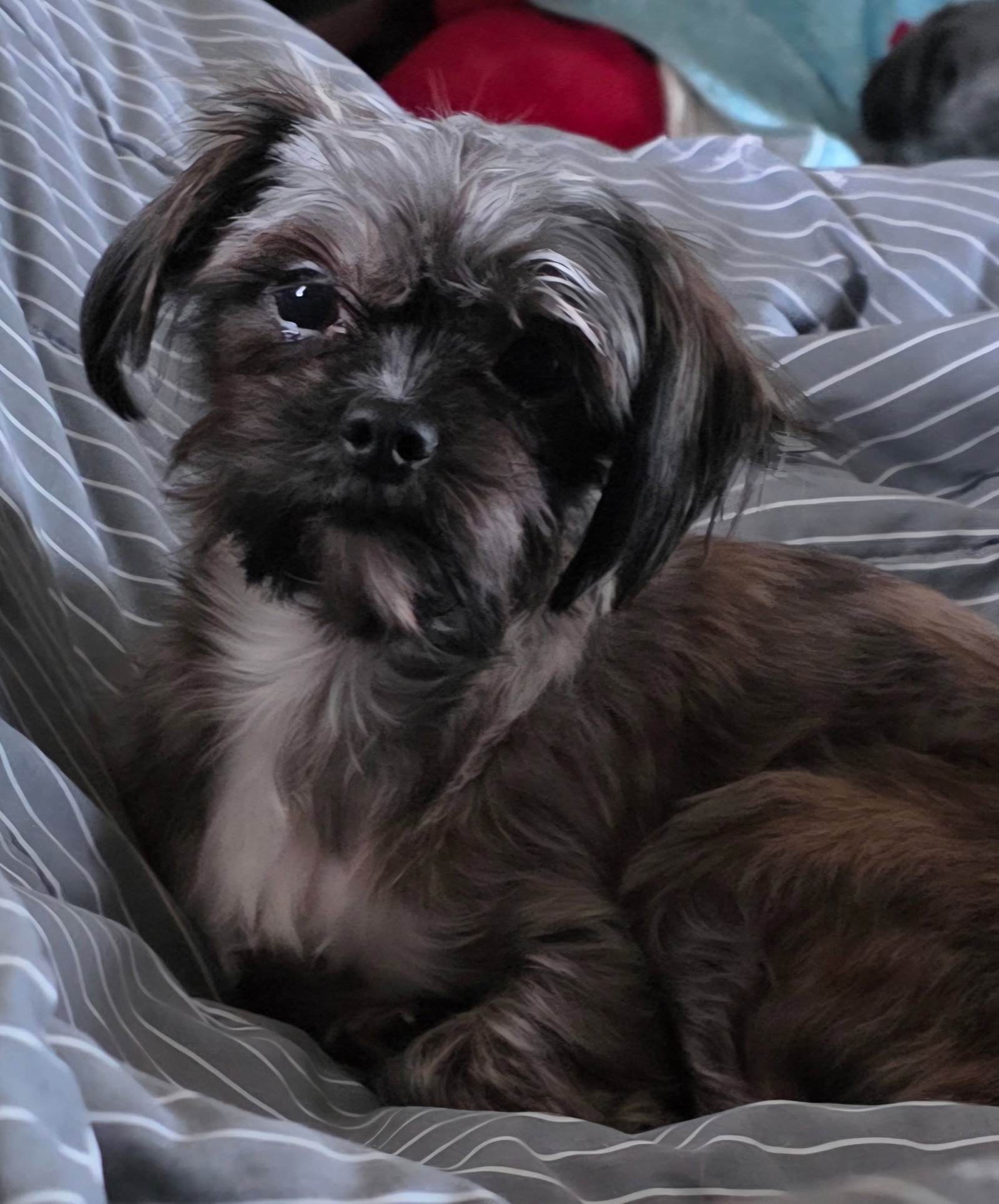 Lulu
