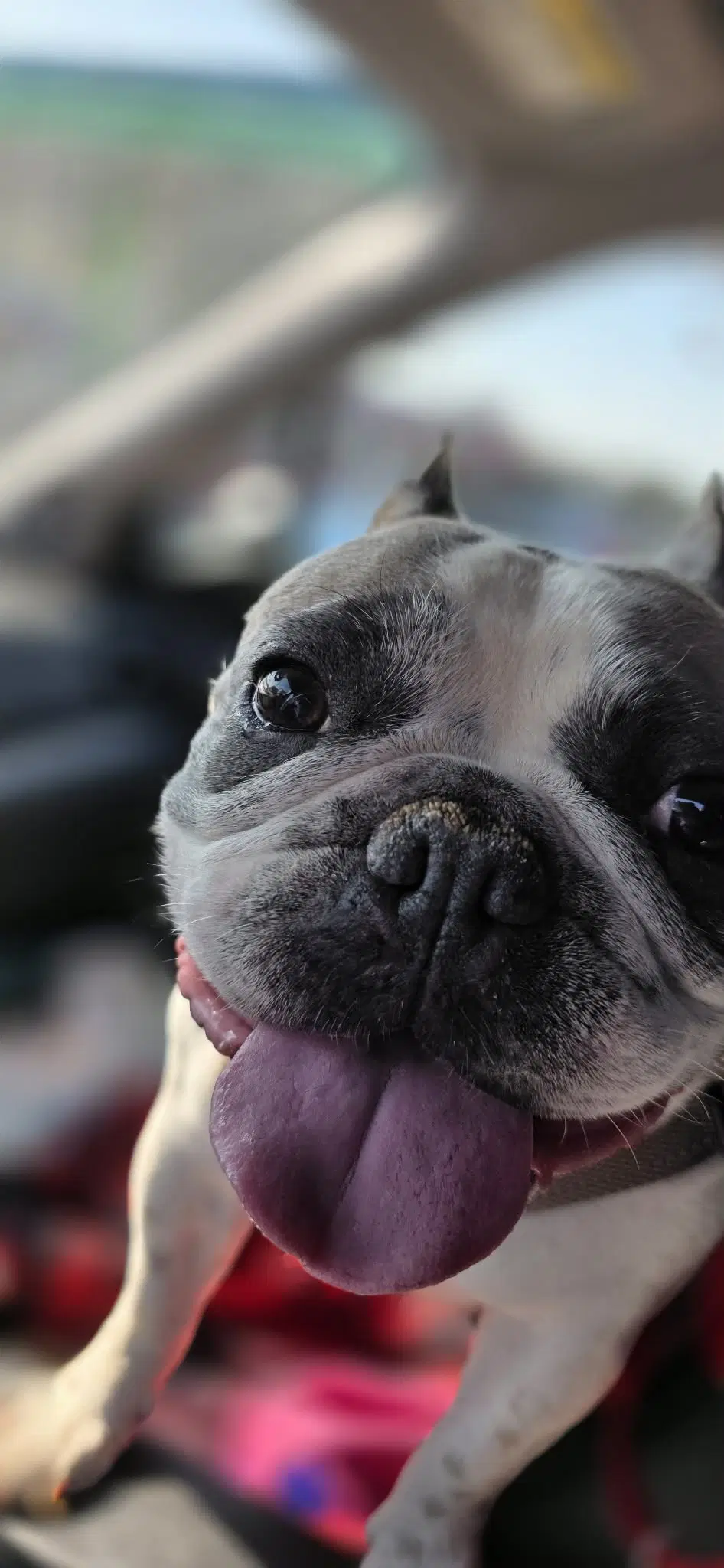 Violet - French Bulldog