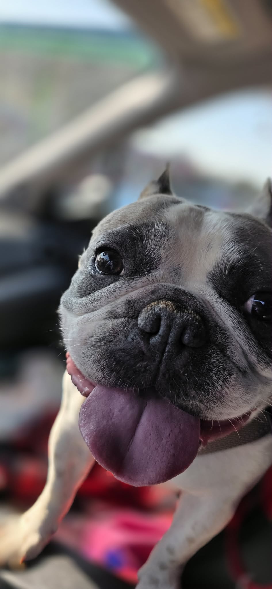 Violet