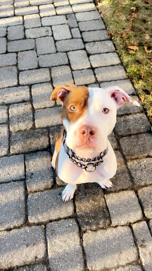 picture of the dog needing adoption