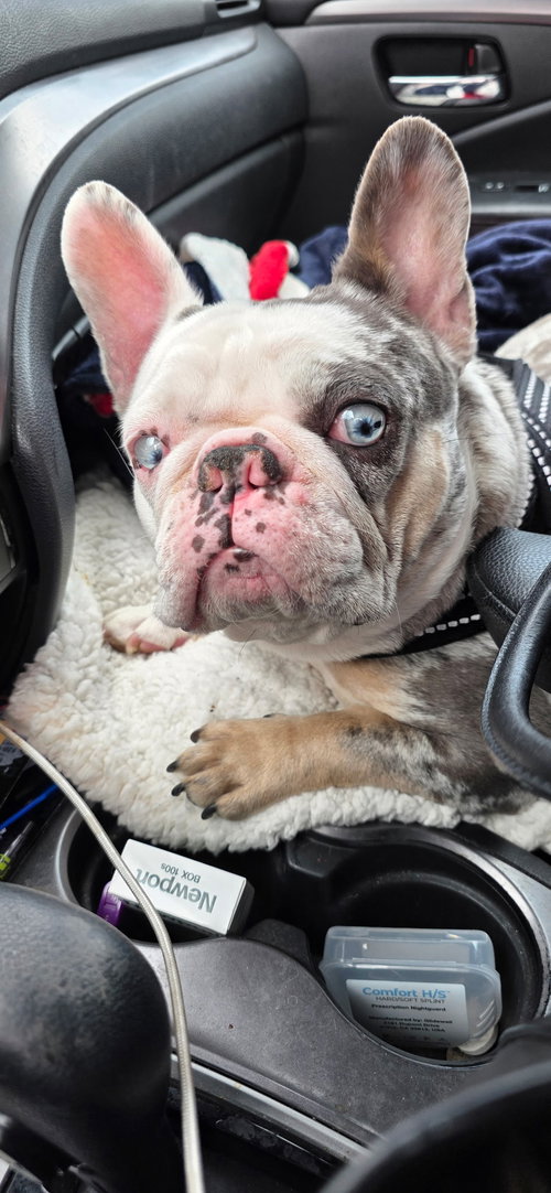 Stella, an adoptable French Bulldog in Tenafly, NJ
