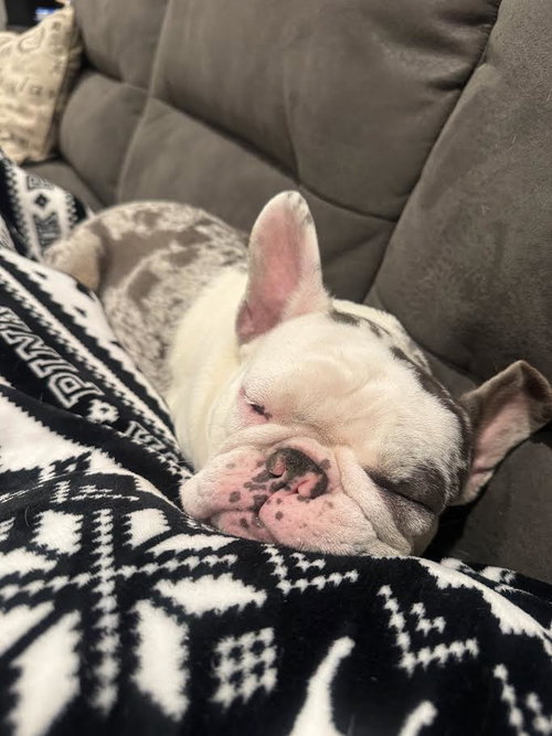 Stella photo 2