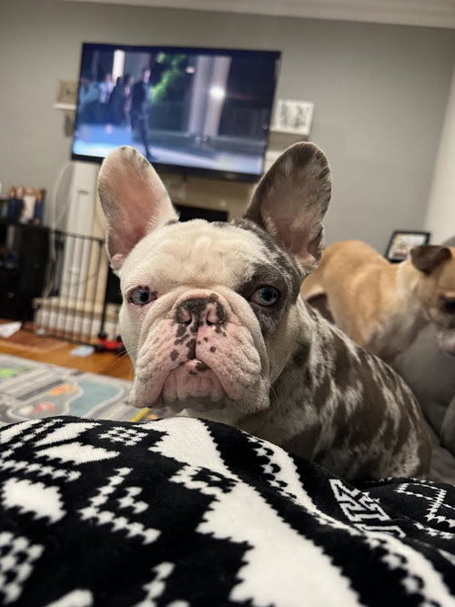 Stella photo 3