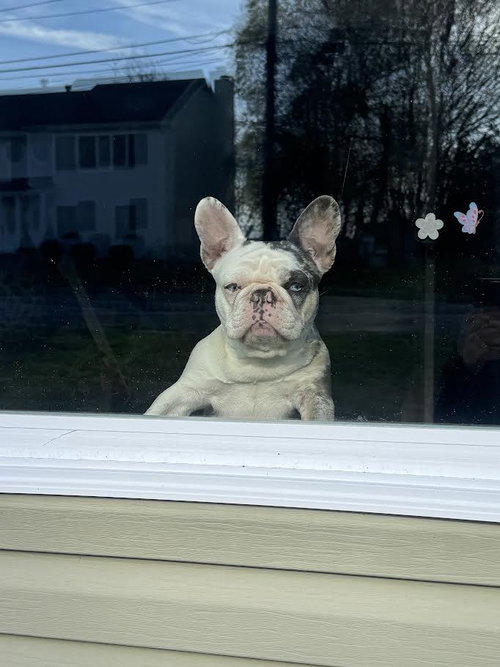 Stella photo 5