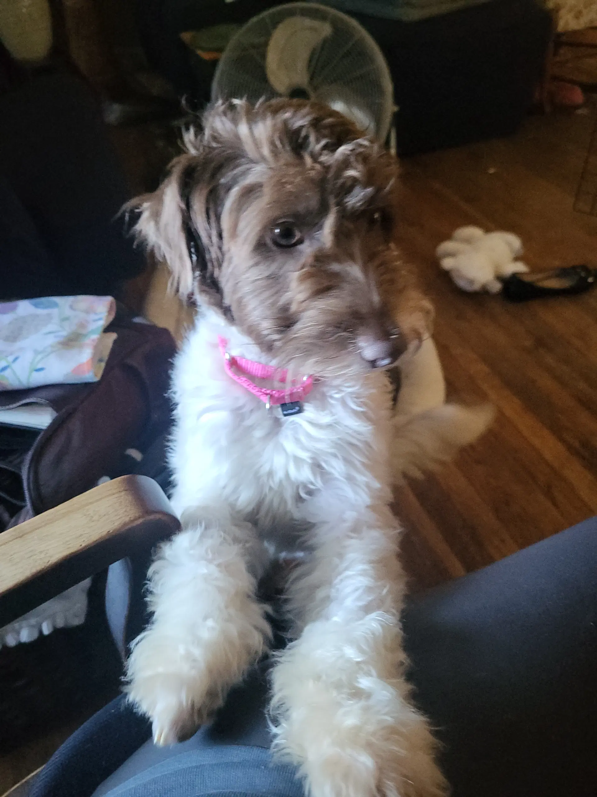 Cannoli - Schnauzer