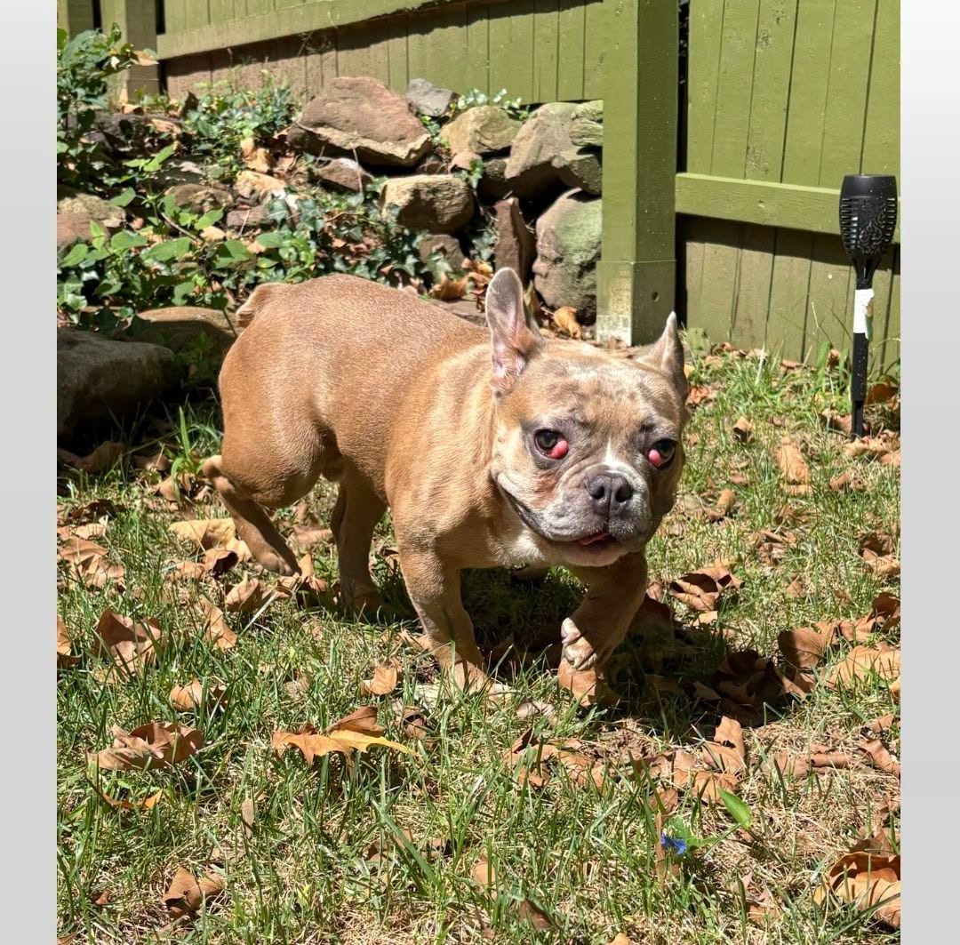 Chaos, French Bulldog