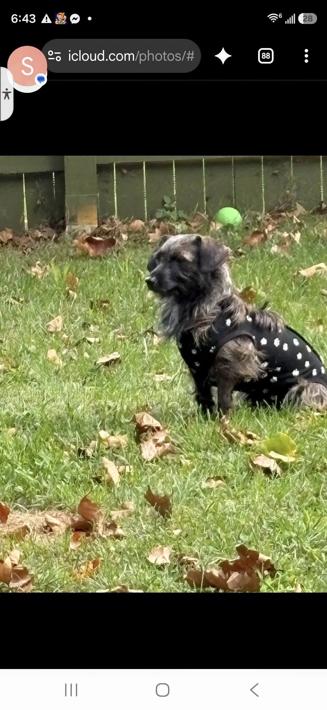 Princess  Dutchess - Dachshund