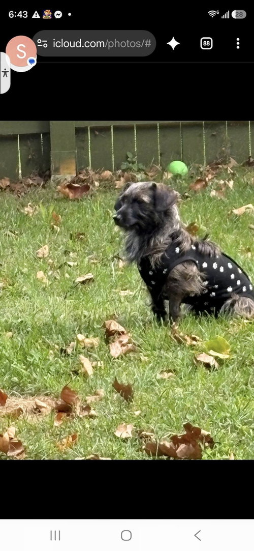 Princess & Dutchess, a dog for adoption from Pet ResQ Inc.