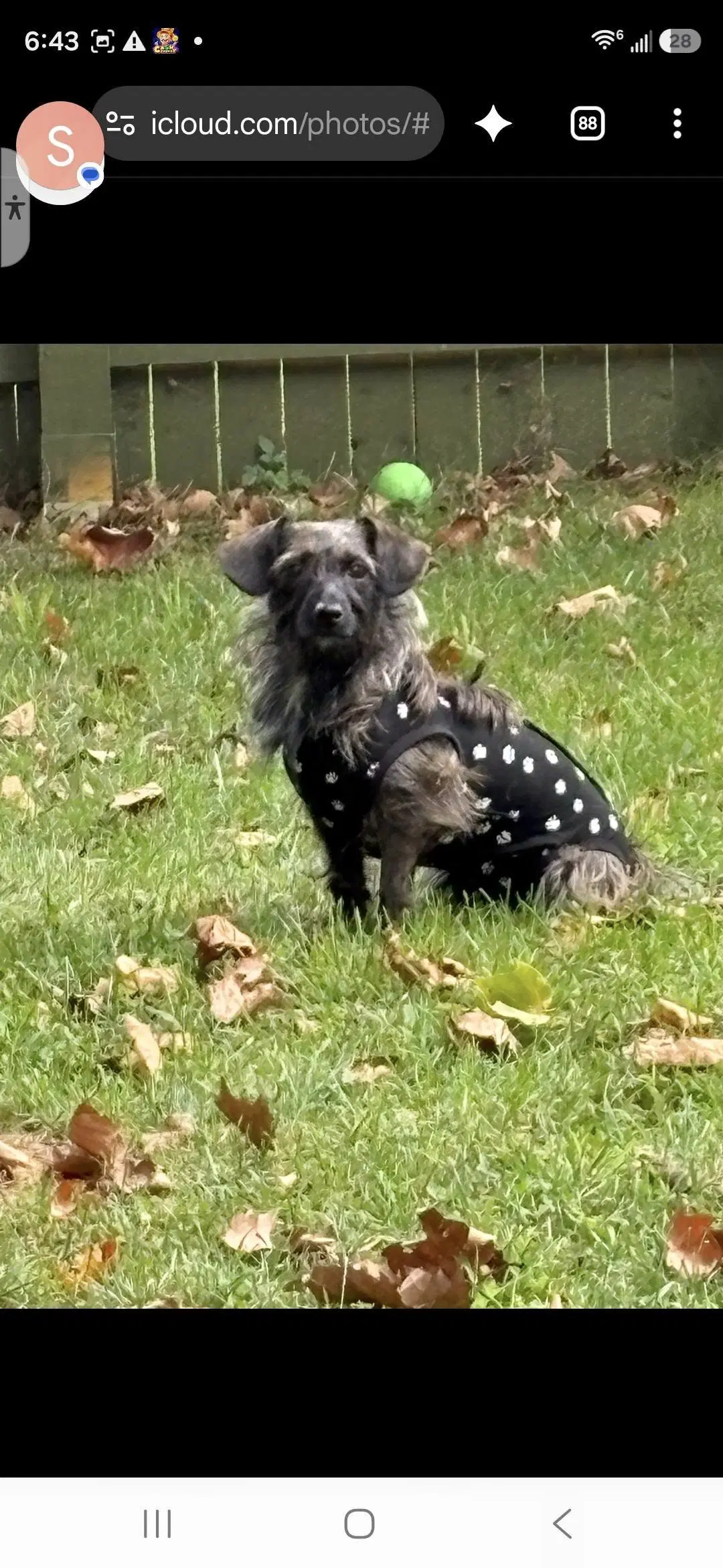 Princess  Dutchess image 2