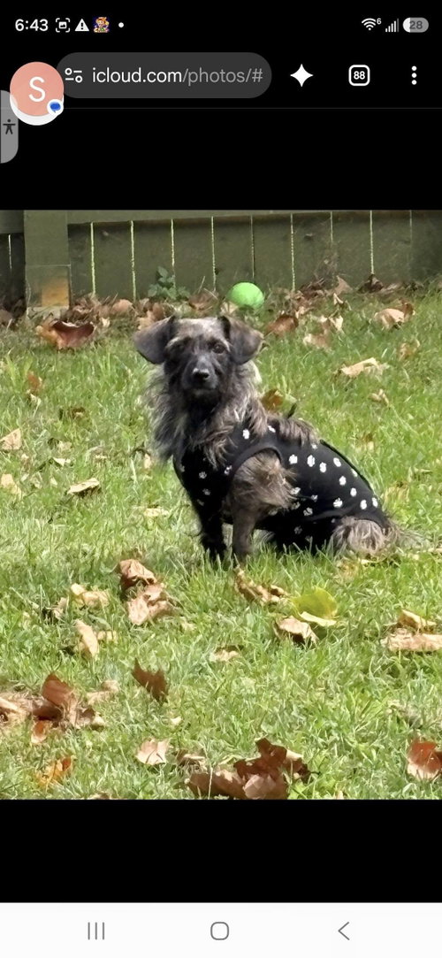 Photo 2 of Princess & Dutchess