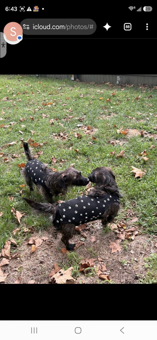 Photo 3 of Princess & Dutchess