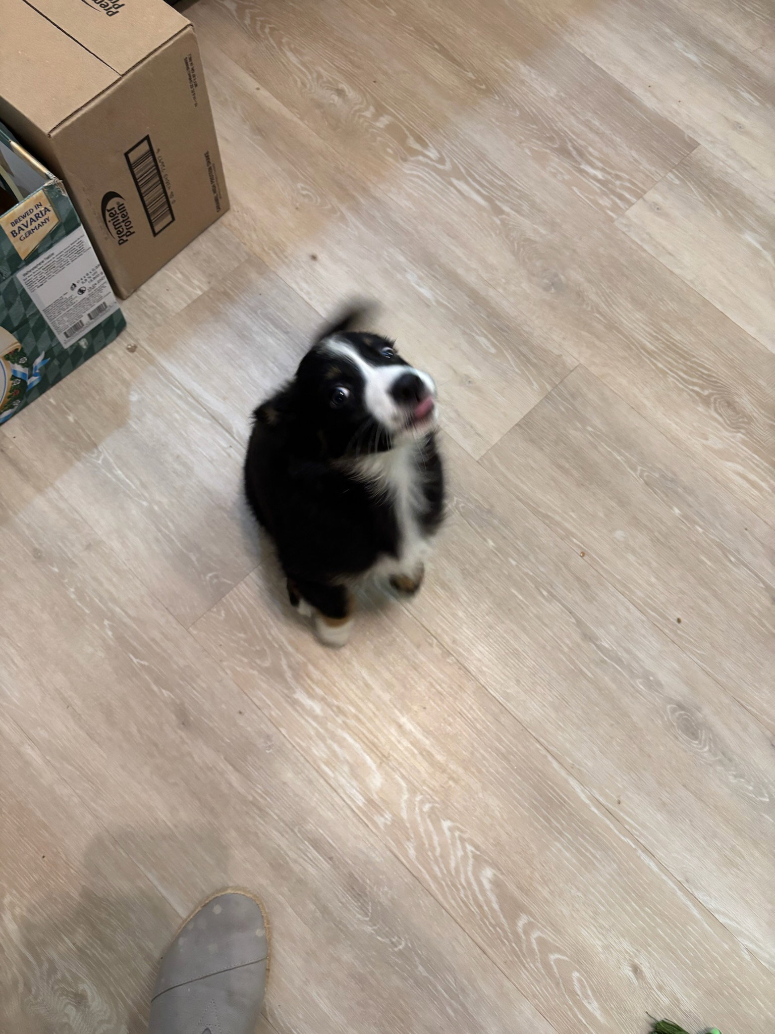 Lizzie Borden, Border Collie
