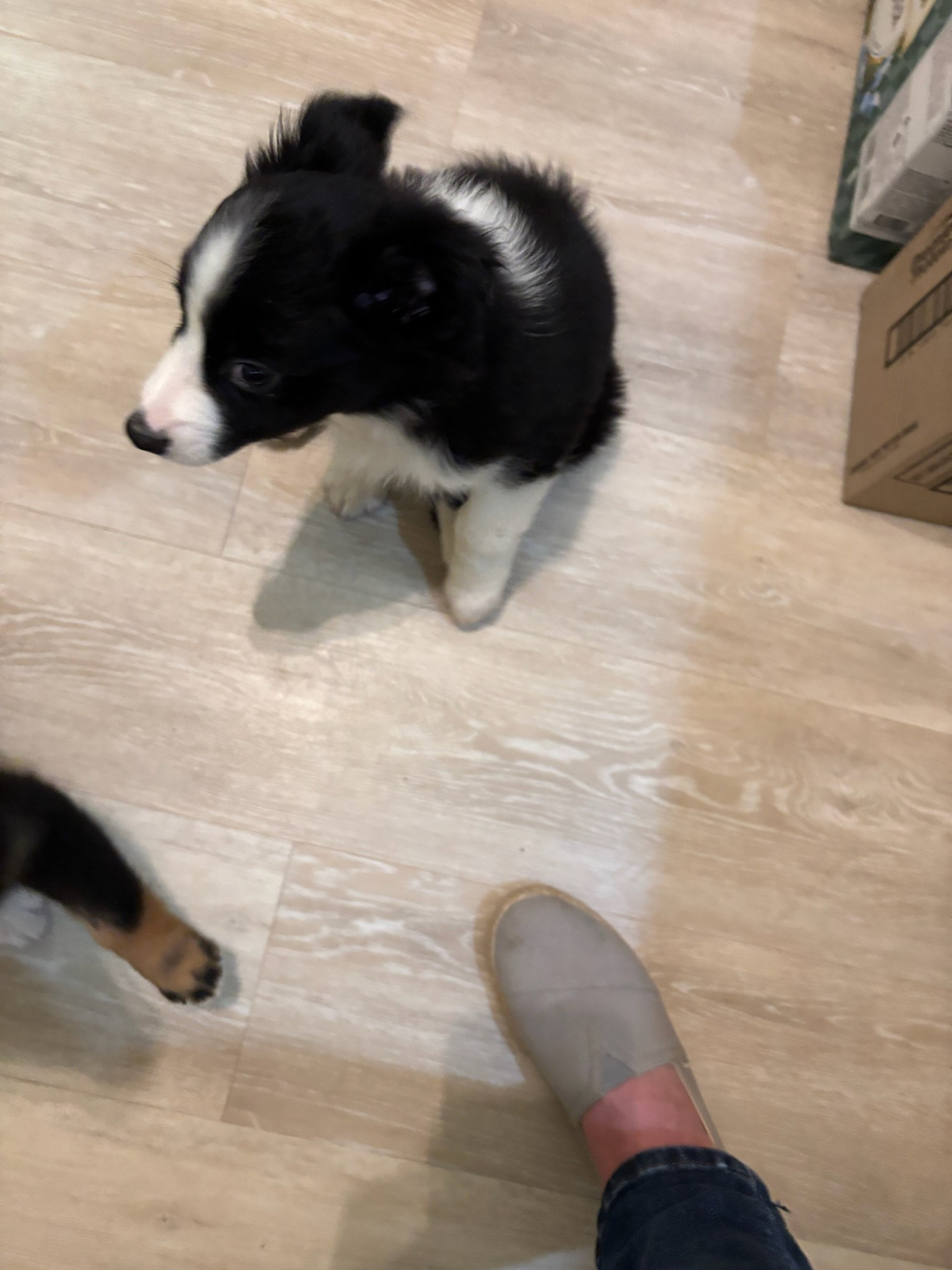 Riley, Border Collie