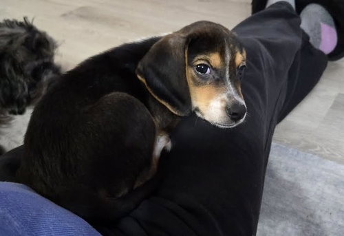 Bandit, a dog for adoption from Pet ResQ Inc.