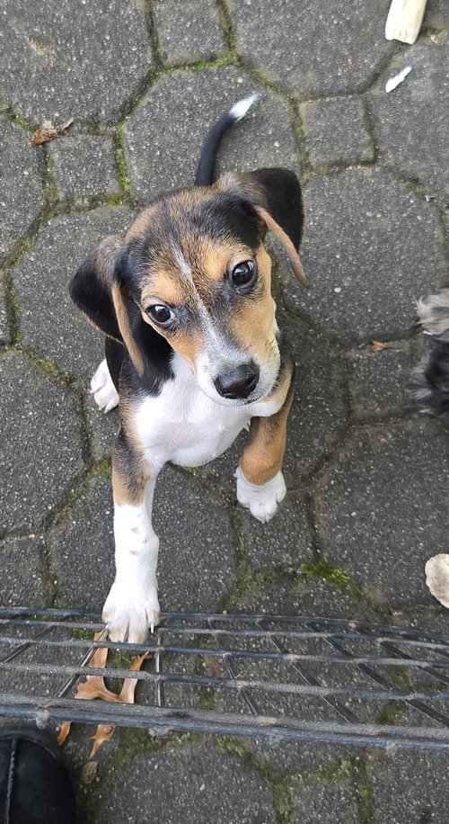Photo 2 of Bandit