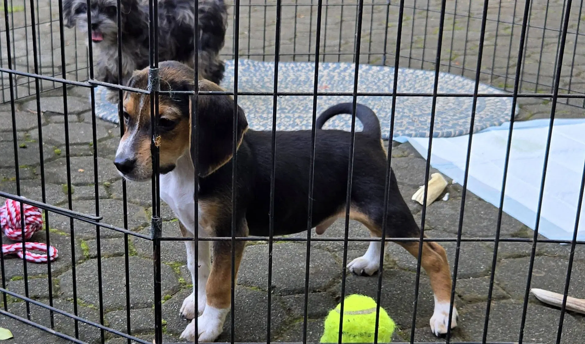 Bandit image 3