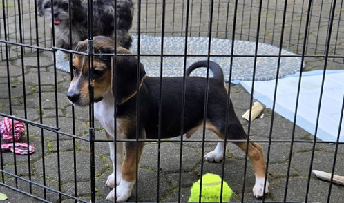 Photo 3 of Bandit