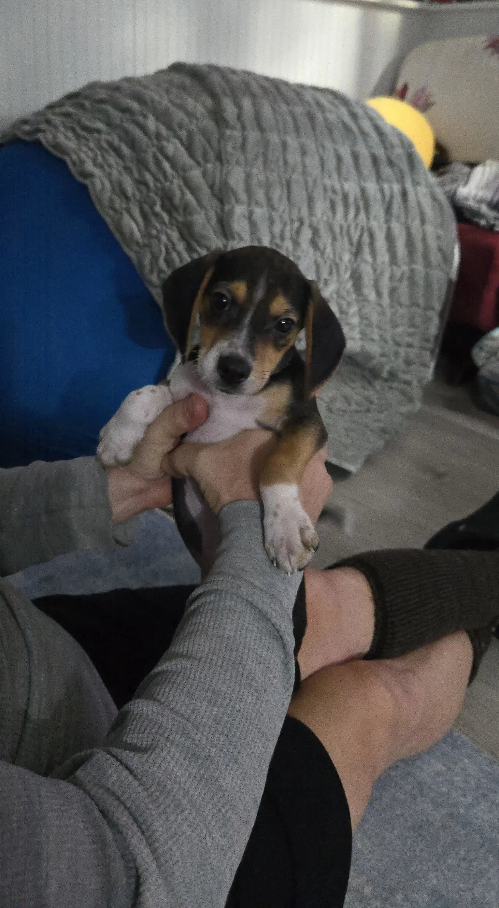 Bandit image 4