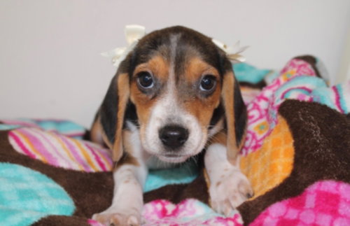 Barbie, a dog for adoption from Pet ResQ Inc.