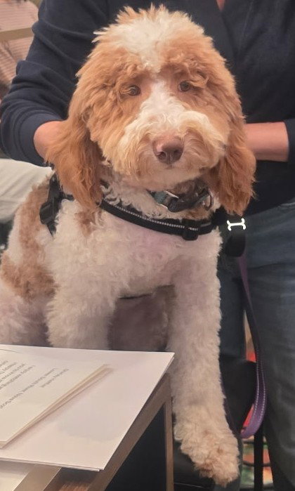 Kade, Golden Retriever / Poodle (unknown type) / Mixed