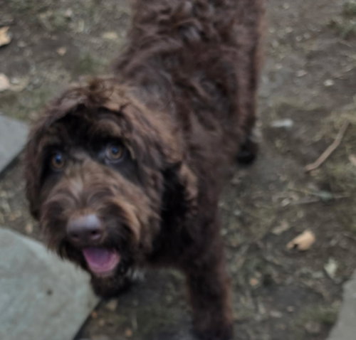 Koda, Golden Retriever / Poodle (unknown type) / Mixed