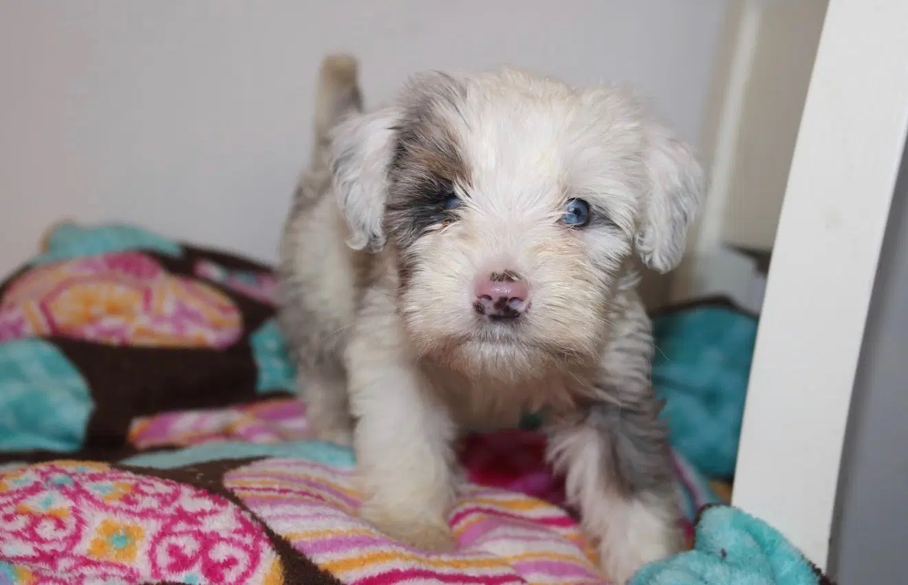 Arlo - Mini Bernadoodle