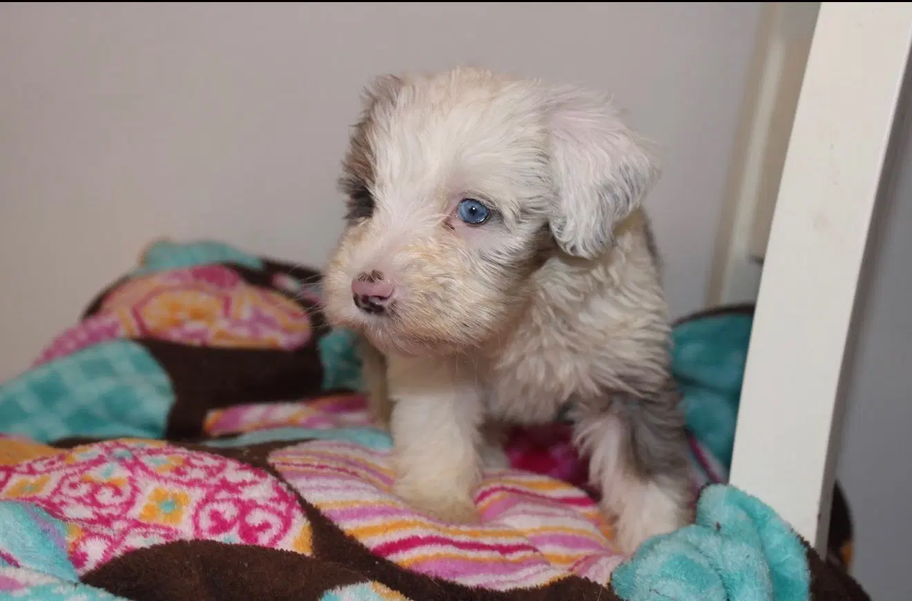 Arlo image 2