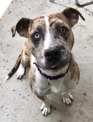 adoptable Dog in Santa Rosa, CA named *RUMBLE