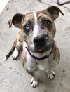 adoptable Dog in  named *RUMBLE