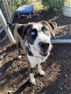 adoptable Dog in santa rosa, CA named *HUEY
